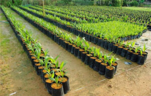 grow bags with drainage holes