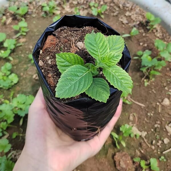 gardening propagation bags