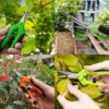 Pruning Shears are perfect for Pruning flowers, bonsai, indoor plants and small plants in the garden or greenhouse.
