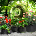 Black non-woven fabric grow bags with handles, pots filled with colorful flowers and green plants